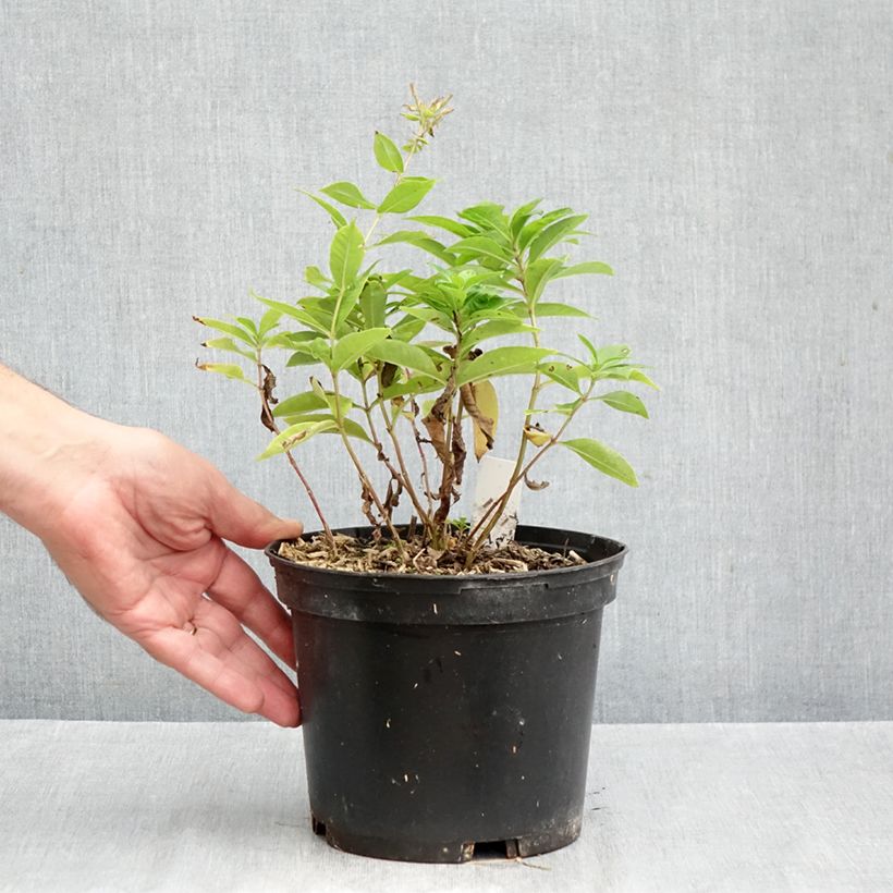 Exemplar von Hohe Flammenblume Bambini Sweet Tart - Phlox paniculata Topf mit 2L/3L wie im Herbst geliefert