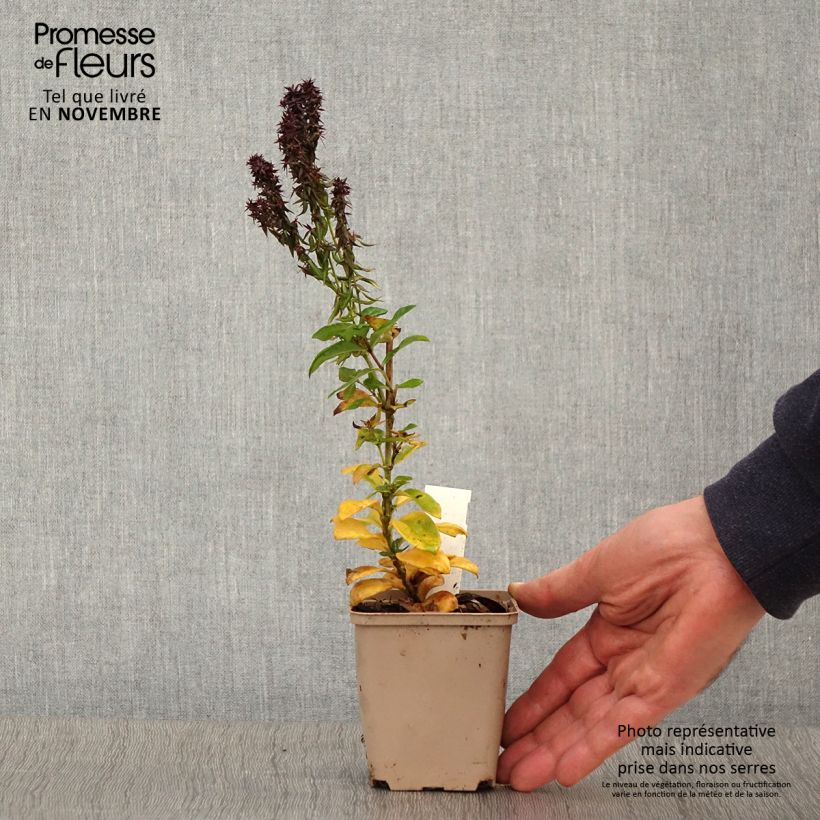 Exemplar von Hohe Flammenblume Blind Lion - Phlox paniculata Kleine Töpfe von 8/9 cm wie im Herbst geliefert