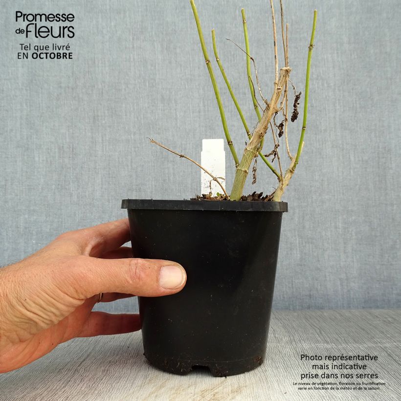 Exemplar von Hohe Flammenblume Blue Paradise - Phlox paniculata Topf mit 1,5L/2L wie im Herbst geliefert