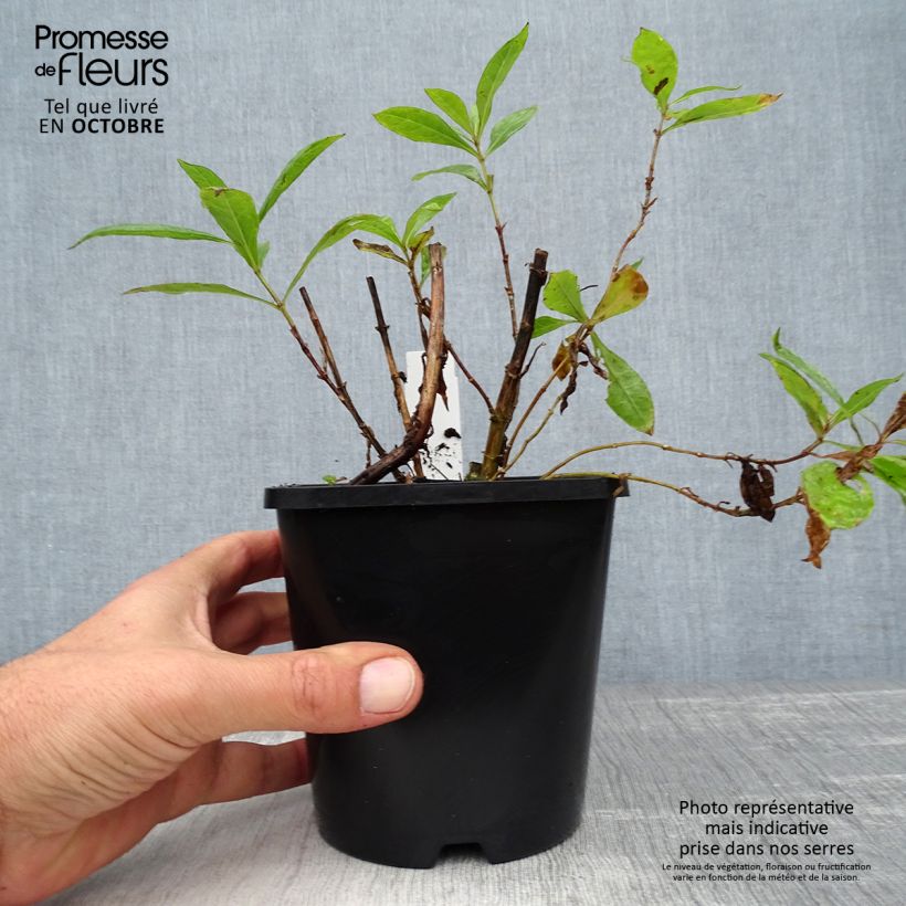 Exemplar von Hohe Flammenblume Bright Eyes - Phlox paniculata Topf mit 1,5L/2L wie im Herbst geliefert