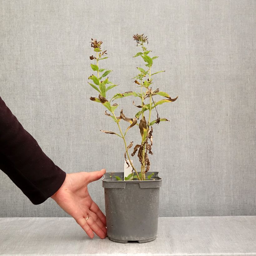 Exemplar von Hohe Flammenblume Cleopatra - Phlox paniculata Topf mit 2L/3L wie im Herbst geliefert