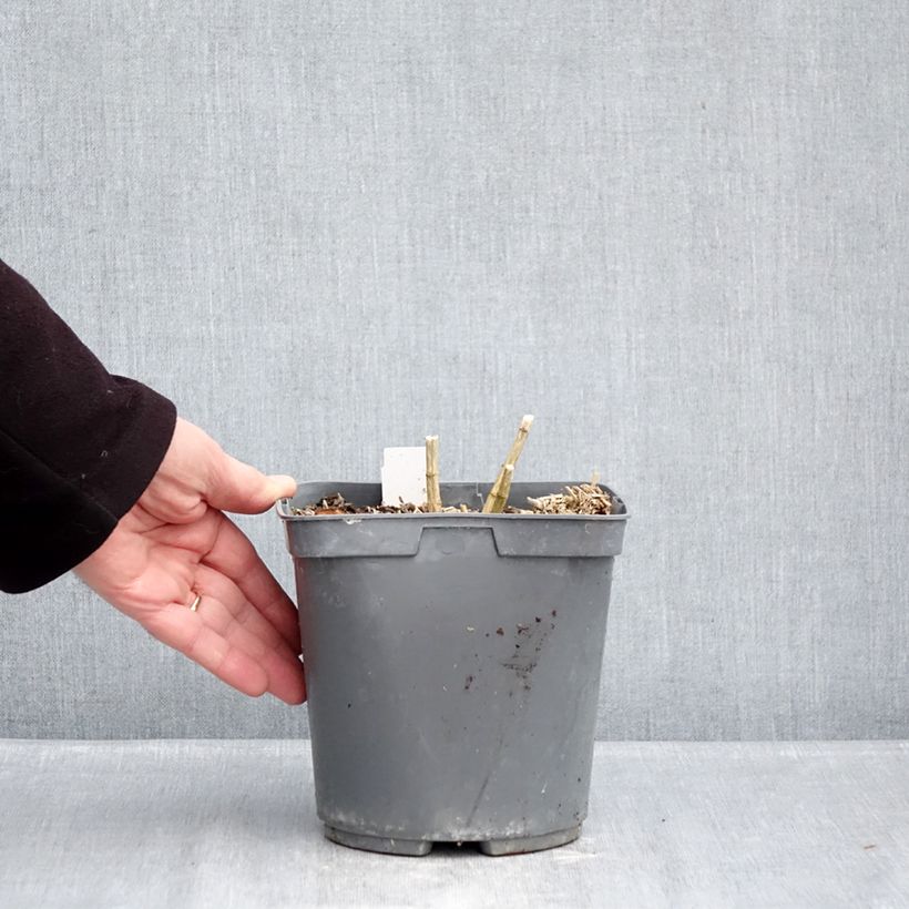 Exemplar von Hohe Flammenblume Cleopatra - Phlox paniculata Topf mit 2L/3L wie im Winter geliefert