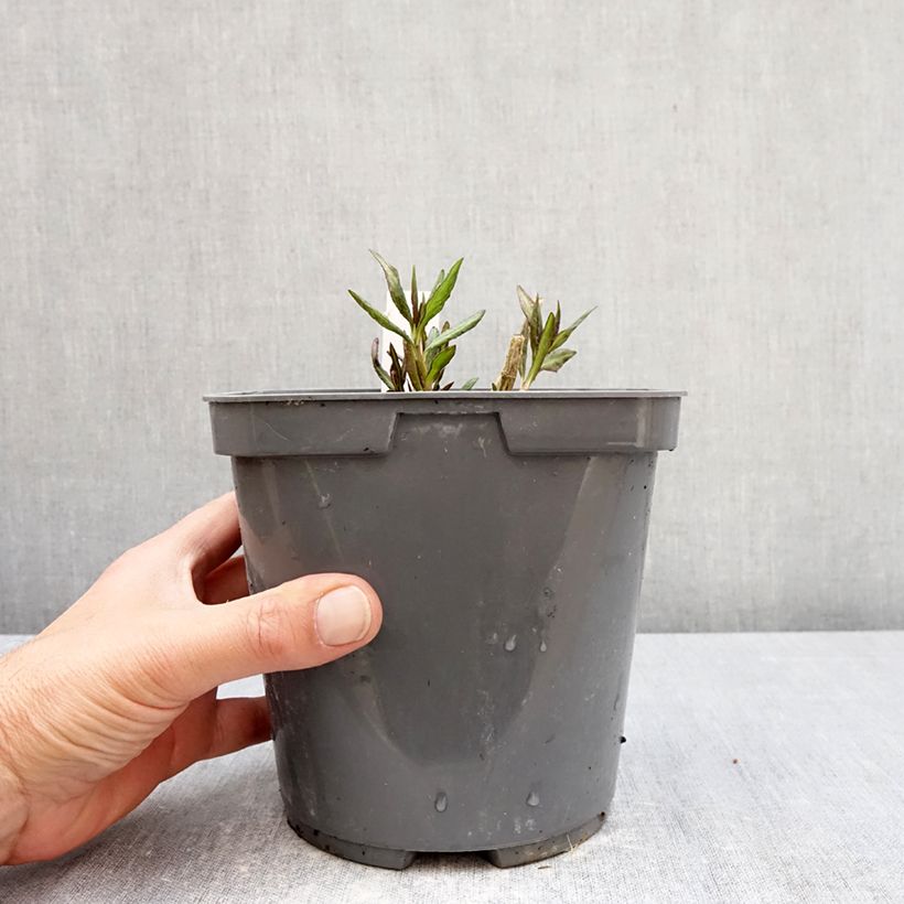 Exemplar von Hohe Flammenblume Cleopatra - Phlox paniculata Topf mit 2L/3L wie im Frühjahr geliefert