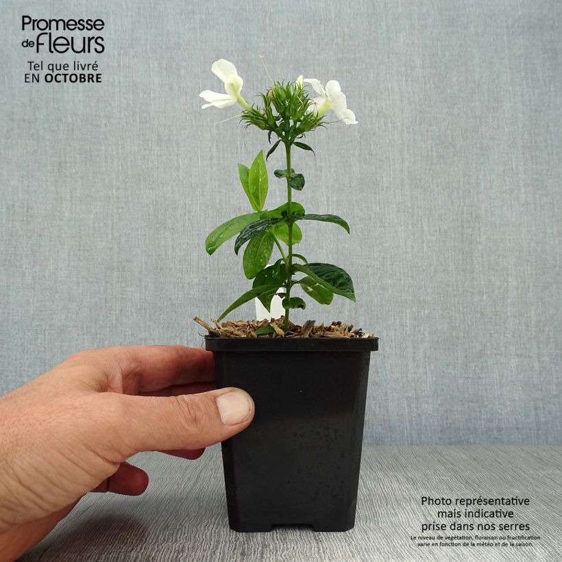 Exemplar von Hohe Flammenblume David - Phlox paniculata Kleine Töpfe von 8/9 cm wie im Herbst geliefert