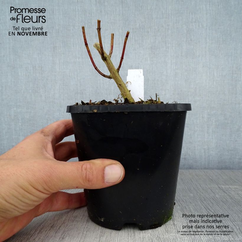 Exemplar von Hohe Flammenblume David - Phlox paniculata Topf mit 1,5L/2L wie im Herbst geliefert