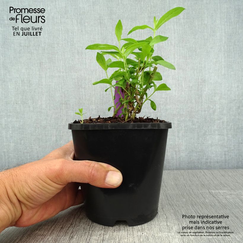 Exemplar von Hohe Flammenblume David - Phlox paniculata Topf mit 1,5L/2L wie im Sommer geliefert