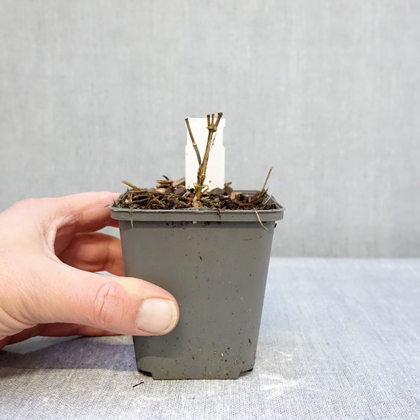 Exemplar von Hohe Flammenblume Elisabeth - Phlox paniculata Kleine Töpfe von 8/9 cm wie im Winter geliefert