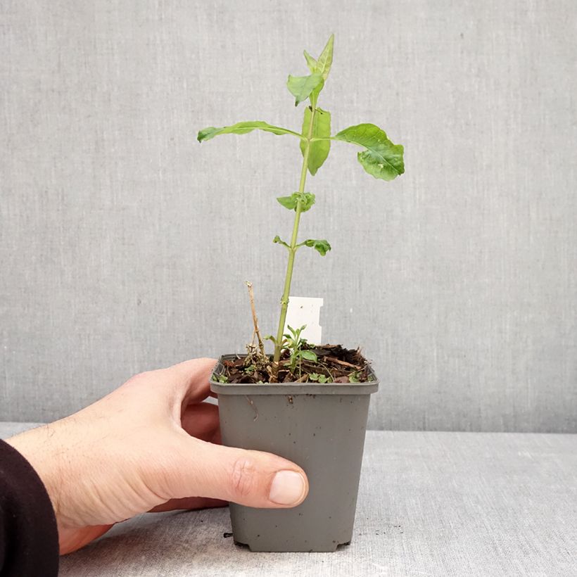 Exemplar von Hohe Flammenblume Elisabeth - Phlox paniculata Kleine Töpfe von 8/9 cm wie im Frühjahr geliefert