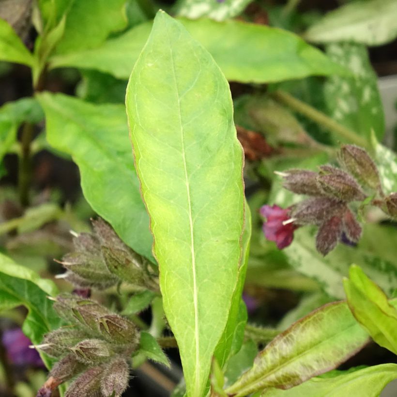 Hohe Flammenblume Elisabeth - Phlox paniculata (Laub)