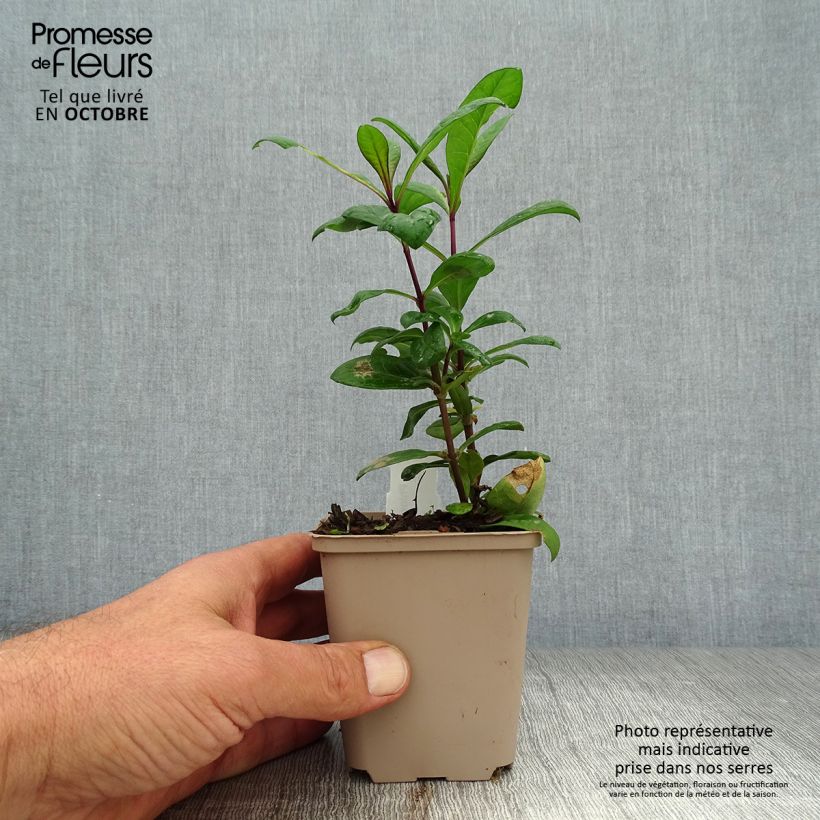 Exemplar von Hohe Flammenblume Eva Cullum - Phlox paniculata Kleine Töpfe von 8/9 cm wie im Herbst geliefert