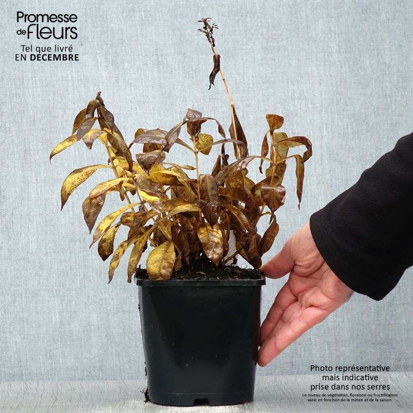 Exemplar von Hohe Flammenblume Famous Cerise - Phlox paniculata Topf mit 1,5L/2L wie im Winter geliefert