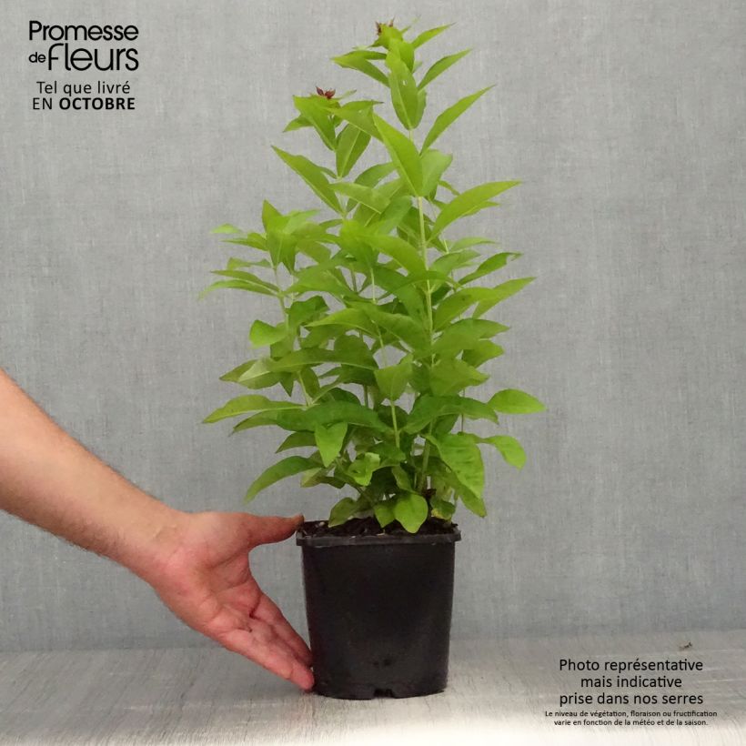 Exemplar von Hohe Flammenblume Famous Purple - Phlox paniculata Topf mit 2L/3L wie im Herbst geliefert