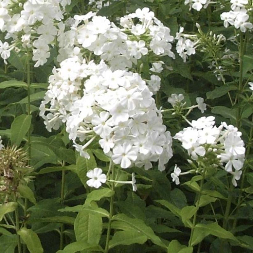 Hohe Flammenblume Fujiyama - Phlox paniculata (Hafen)