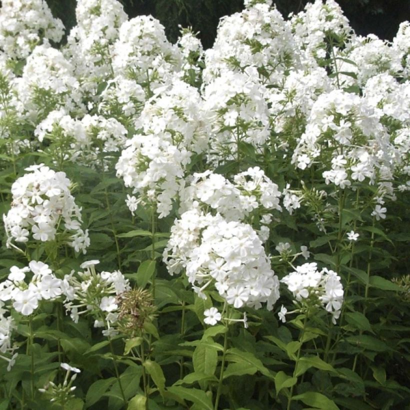 Hohe Flammenblume Fujiyama - Phlox paniculata (Blüte)