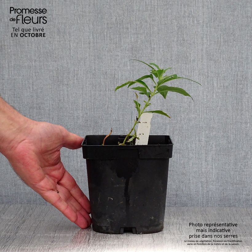 Exemplar von Hohe Flammenblume Fujiyama - Phlox paniculata Topf mit 2L/3L wie im Herbst geliefert