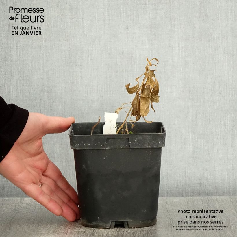 Exemplar von Hohe Flammenblume Fujiyama - Phlox paniculata Topf mit 2L/3L wie im Winter geliefert