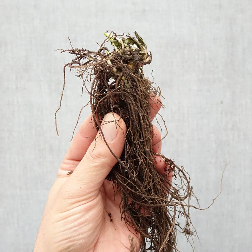 Exemplar von Hohe Flammenblume Graf Zeppelin - Phlox paniculata Wurzelnackt wie im Winter geliefert