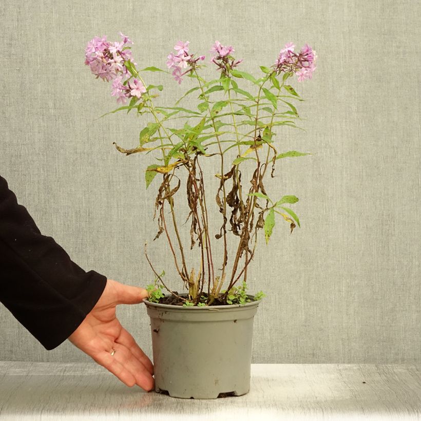 Exemplar von Hohe Flammenblume Hesperis - Phlox paniculata Topf mit 2L/3L wie im Herbst geliefert
