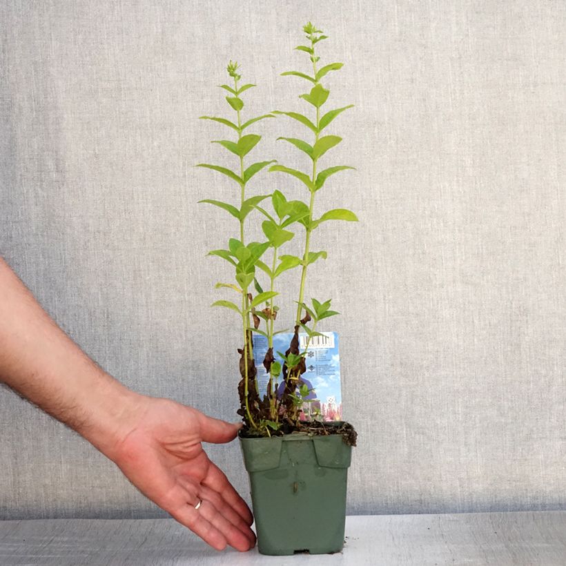 Exemplar von Hohe Flammenblume Jade - Phlox paniculata Kleine Töpfe von 8/9 cm wie im Sommer geliefert