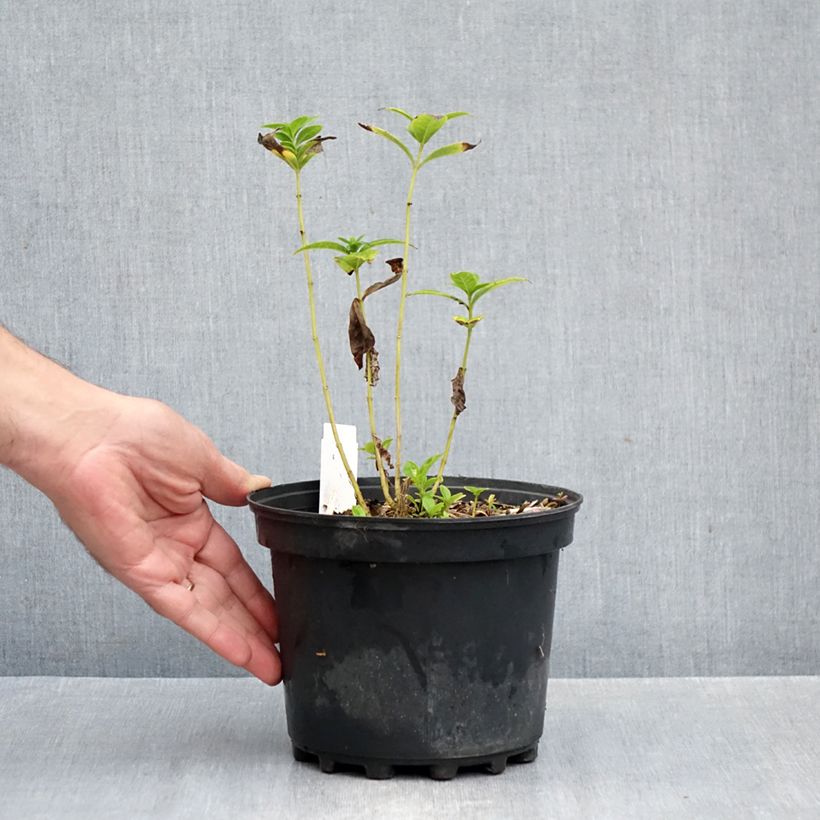 Exemplar von Hohe Flammenblume Jade - Phlox paniculata Topf mit 2L/3L wie im Herbst geliefert