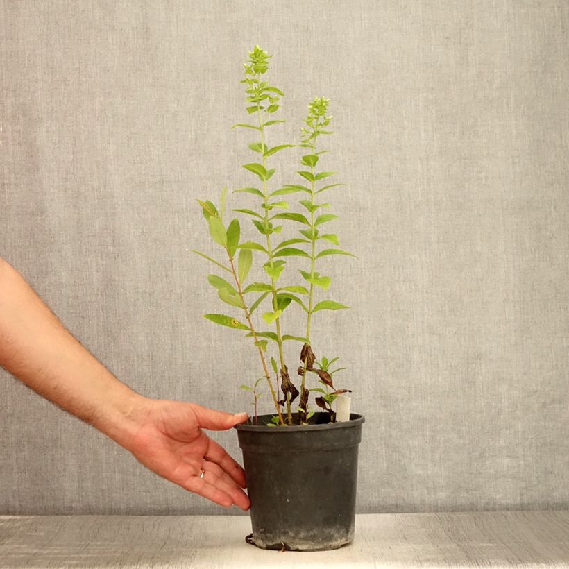 Exemplar von Hohe Flammenblume Jade - Phlox paniculata Topf mit 2L/3L wie im Sommer geliefert
