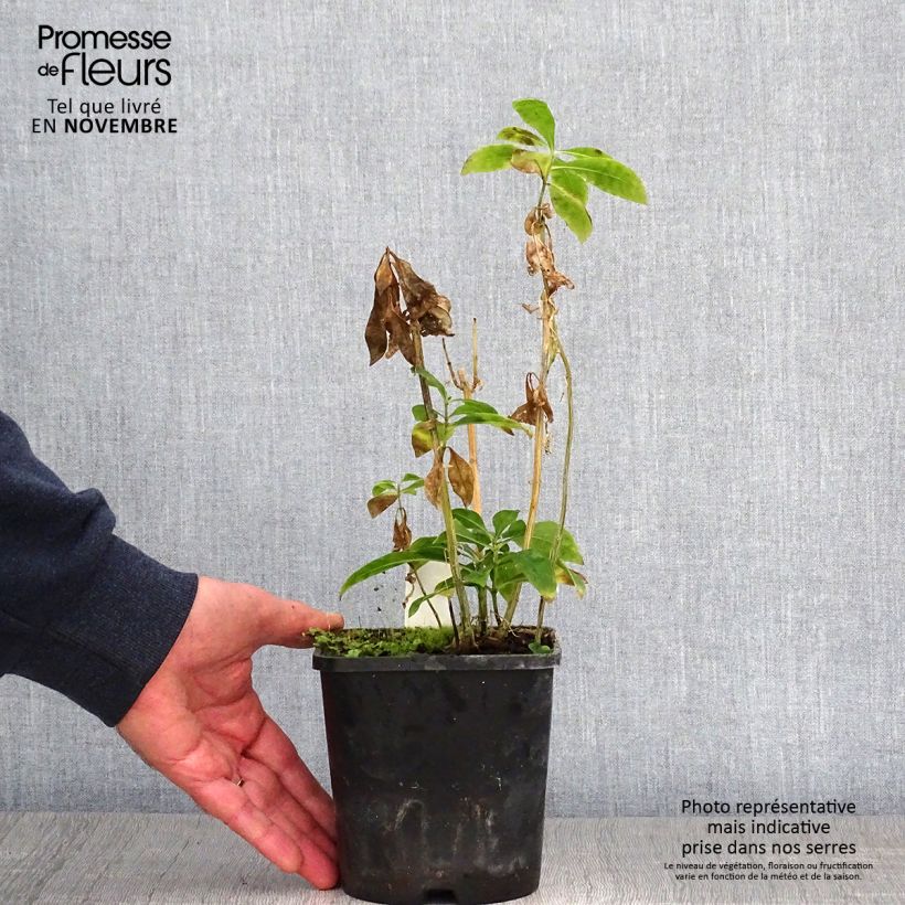 Exemplar von Hohe Flammenblume Laura - Phlox paniculata Topf mit 1,5L/2L wie im Herbst geliefert