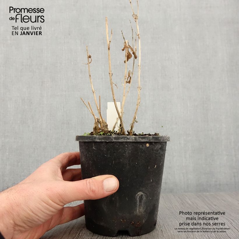 Exemplar von Hohe Flammenblume Laura - Phlox paniculata Topf mit 1,5L/2L wie im Winter geliefert