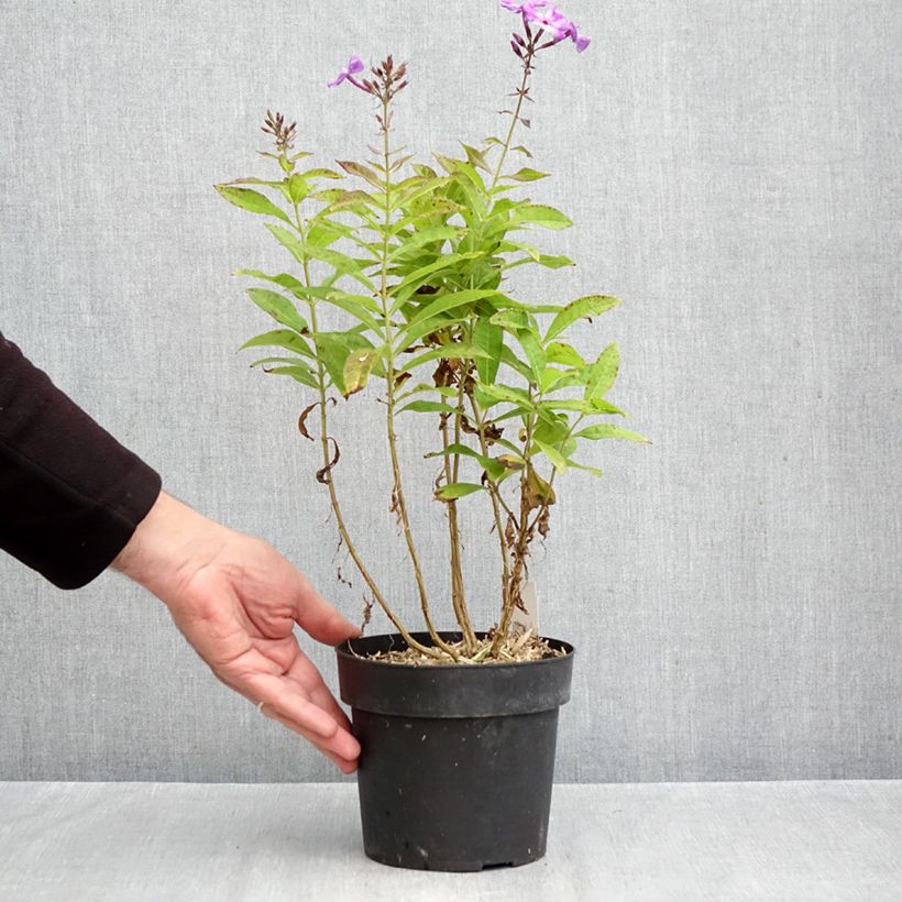 Exemplar von Hohe Flammenblume Little Laura - Phlox paniculata Topf mit 2L/3L wie im Herbst geliefert