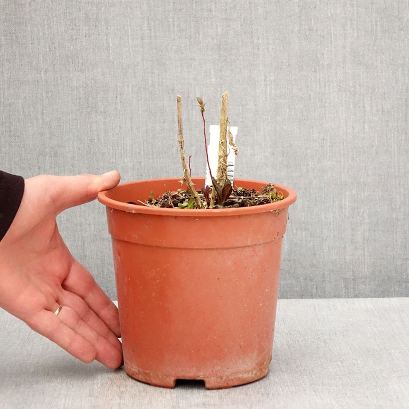 Exemplar von Hohe Flammenblume Little Laura - Phlox paniculata Topf mit 2L/3L wie im Frühjahr geliefert