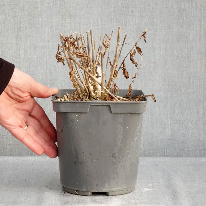 Exemplar von Hohe Flammenblume Mike's Favourite - Phlox paniculata Topf mit 2L/3L wie im Winter geliefert