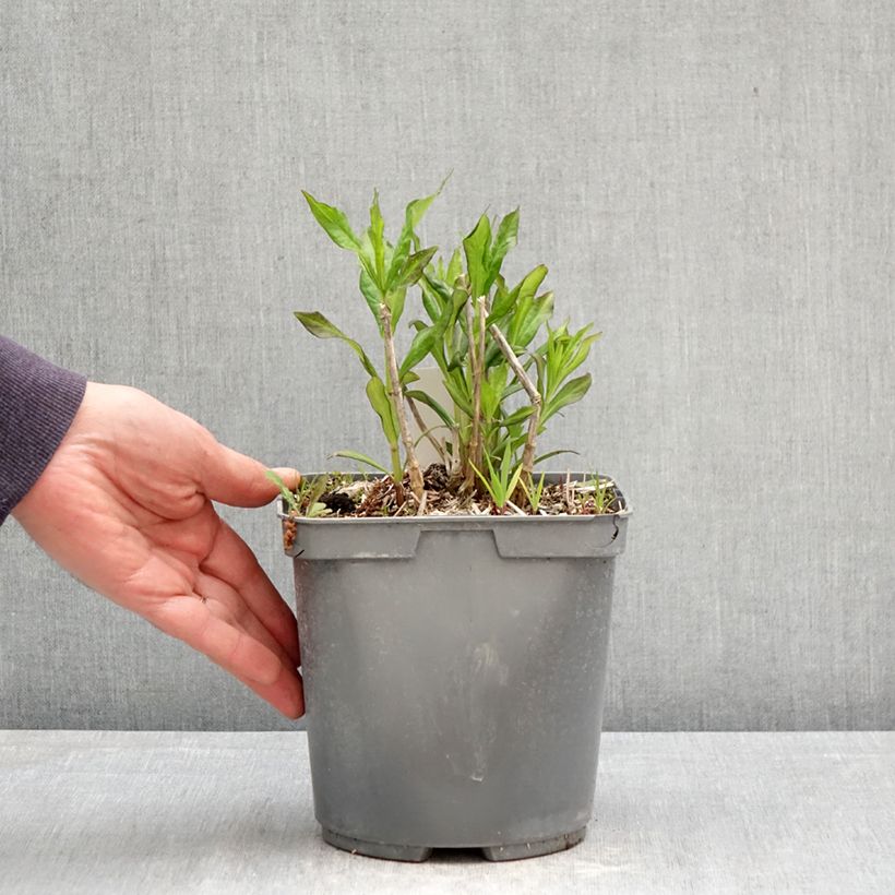 Exemplar von Hohe Flammenblume Mike's Favourite - Phlox paniculata Topf mit 2L/3L wie im Frühjahr geliefert