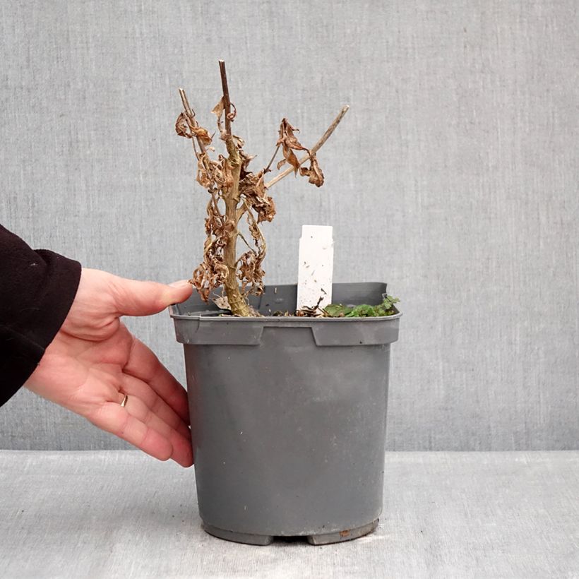 Exemplar von Hohe Flammenblume Modern Art - Phlox paniculata Topf mit 2L/3L wie im Winter geliefert