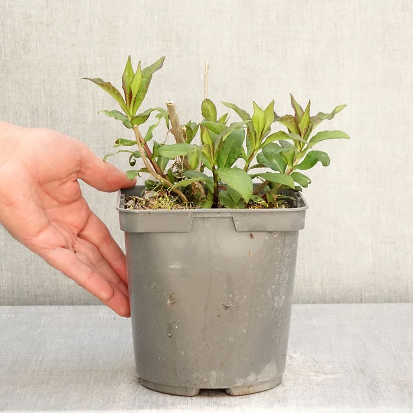 Exemplar von Hohe Flammenblume Modern Art - Phlox paniculata Topf mit 2L/3L wie im Frühjahr geliefert