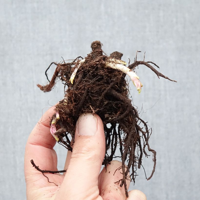 Exemplar von Hohe Flammenblume Modern Art - Phlox paniculata Wurzelnackt wie im Winter geliefert