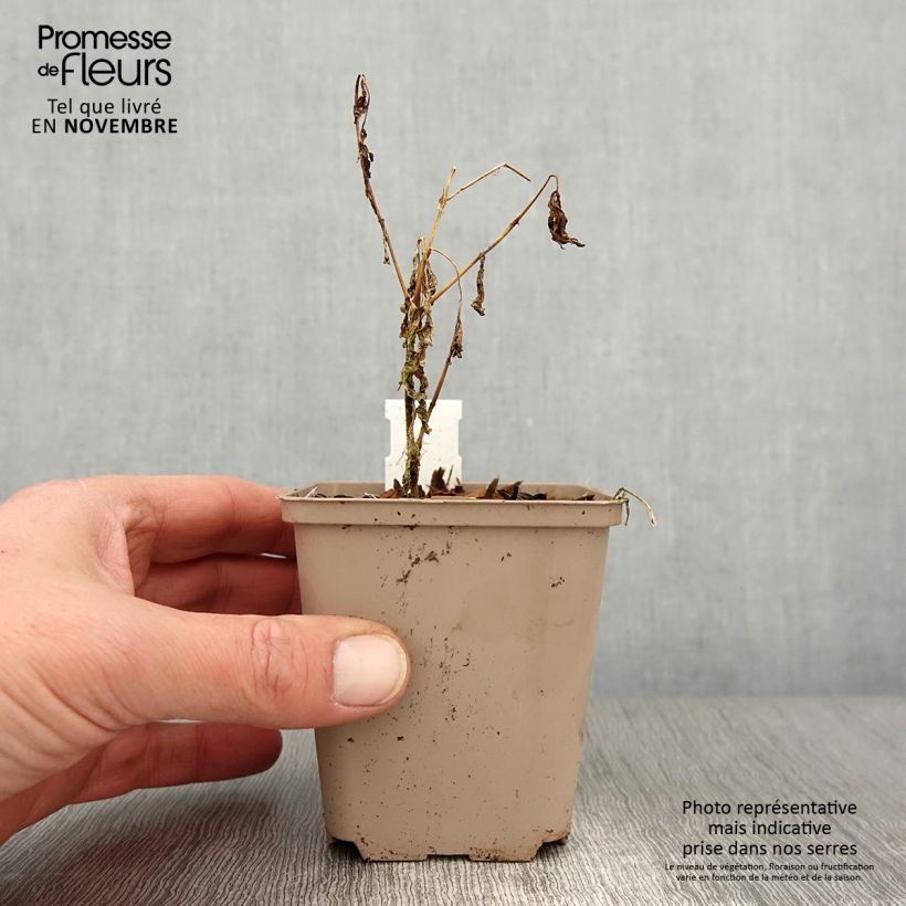 Exemplar von Hohe Flammenblume Olympus - Phlox paniculata Kleine Töpfe von 8/9 cm wie im Herbst geliefert