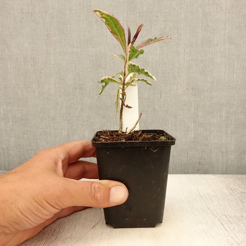 Exemplar von Hohe Flammenblume Olympus - Phlox paniculata Kleine Töpfe von 8/9 cm wie im Sommer geliefert