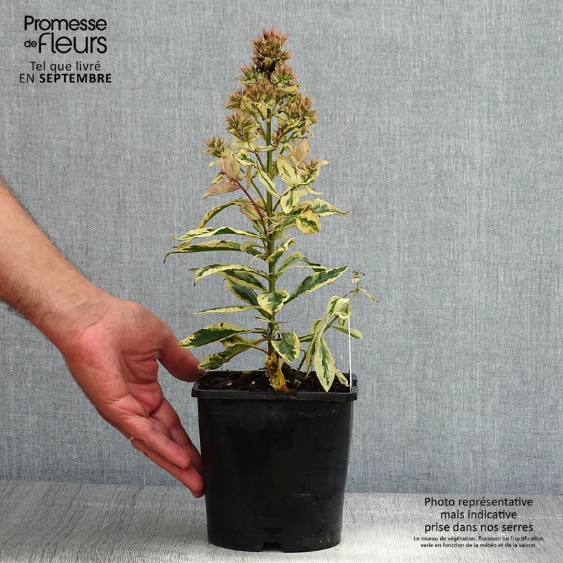 Exemplar von Hohe Flammenblume Olympus - Phlox paniculata Topf mit 1,5L/2L wie im Sommer geliefert