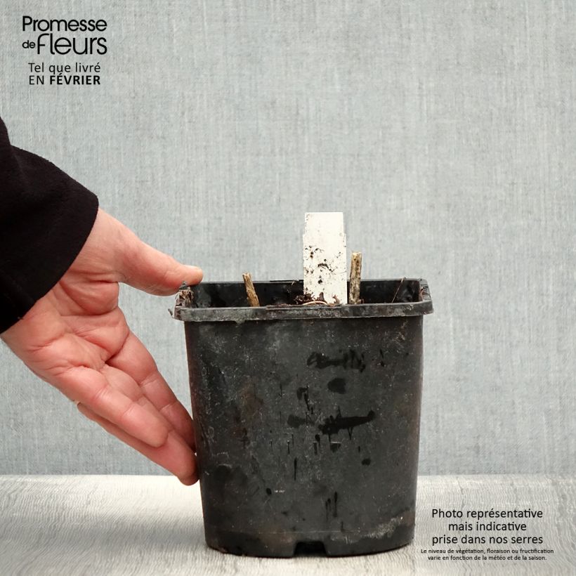 Exemplar von Hohe Flammenblume Olympus - Phlox paniculata Topf mit 1,5L/2L wie im Winter geliefert