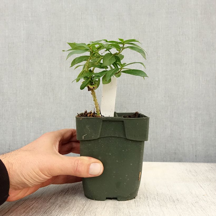 Exemplar von Hohe Flammenblume Peppermint Twist - Phlox paniculata Kleine Töpfe von 8/9 cm wie im Herbst geliefert