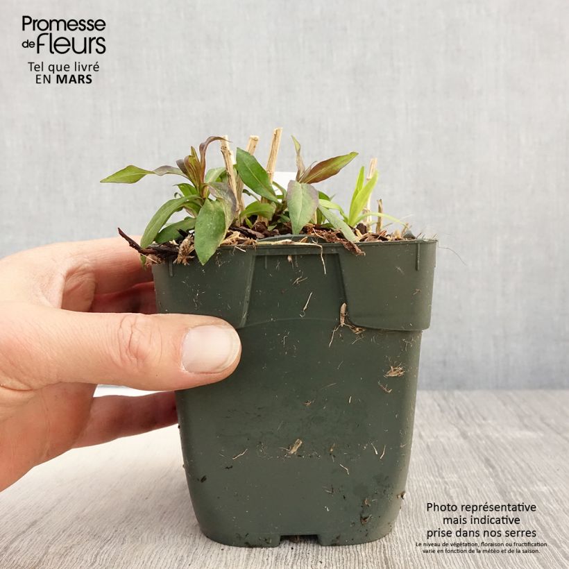 Exemplar von Hohe Flammenblume Peppermint Twist - Phlox paniculata Kleine Töpfe von 8/9 cm wie im Frühjahr geliefert