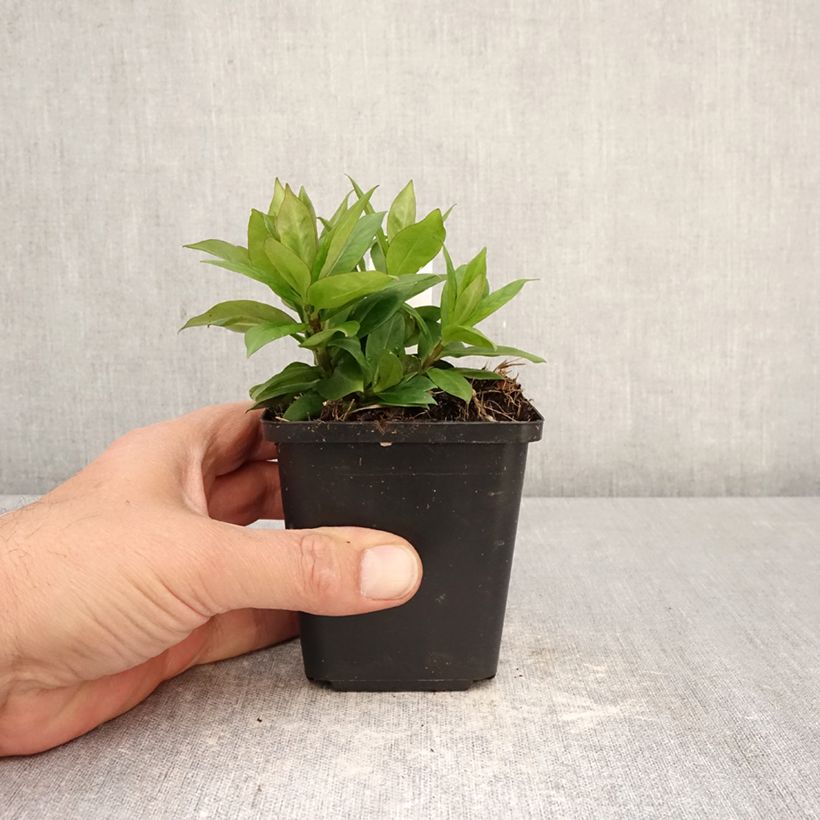 Exemplar von Hohe Flammenblume Pink Eye Flame - Phlox paniculata Kleine Töpfe von 8/9 cm wie im Frühjahr geliefert