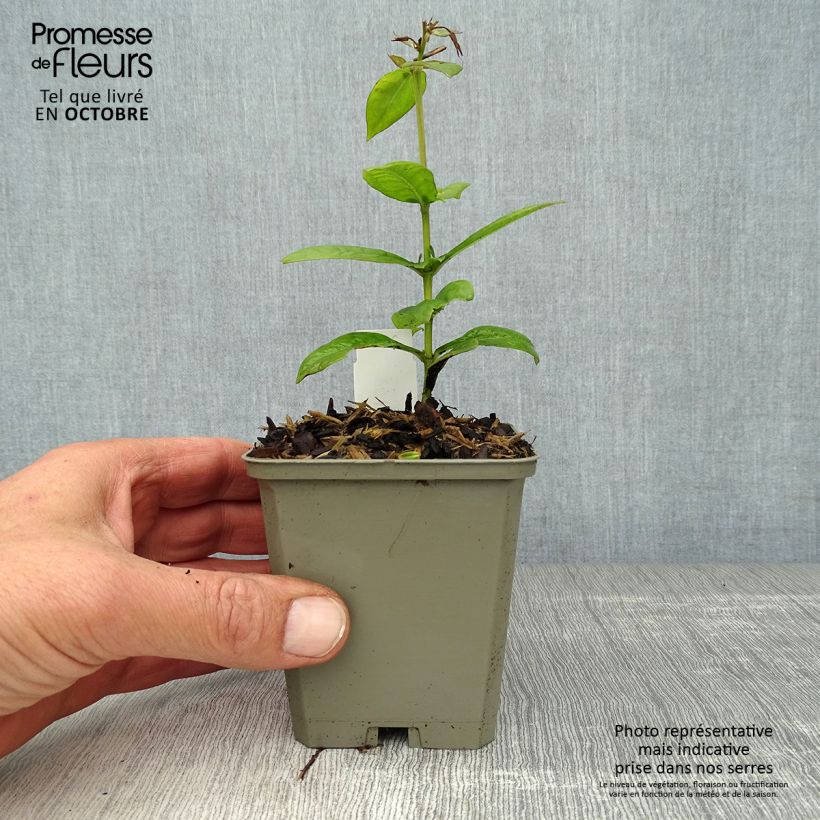Exemplar von Hohe Flammenblume Purple Flame - Phlox paniculata Kleine Töpfe von 8/9 cm wie im Herbst geliefert