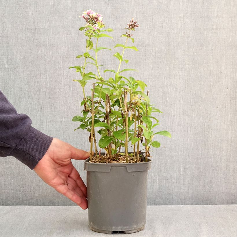 Exemplar von Hohe Flammenblume Sherbet Blend - Phlox paniculata Topf mit 2L/3L wie im Herbst geliefert