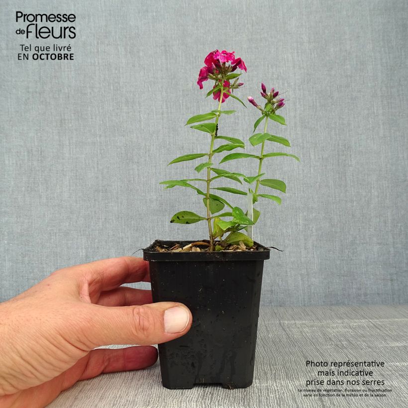 Exemplar von Hohe Flammenblume Starfire - Phlox paniculata Kleine Töpfe von 8/9 cm wie im Herbst geliefert