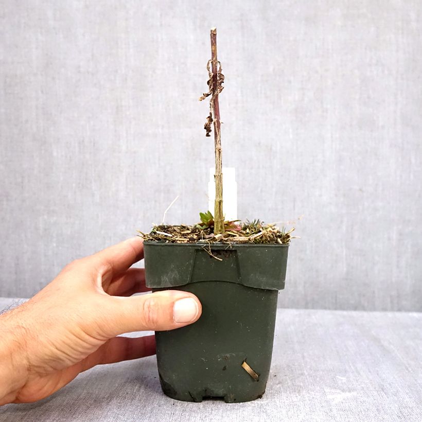 Exemplar von Hohe Flammenblume Starfire - Phlox paniculata Topf mit 1,5L/2L wie im Herbst geliefert