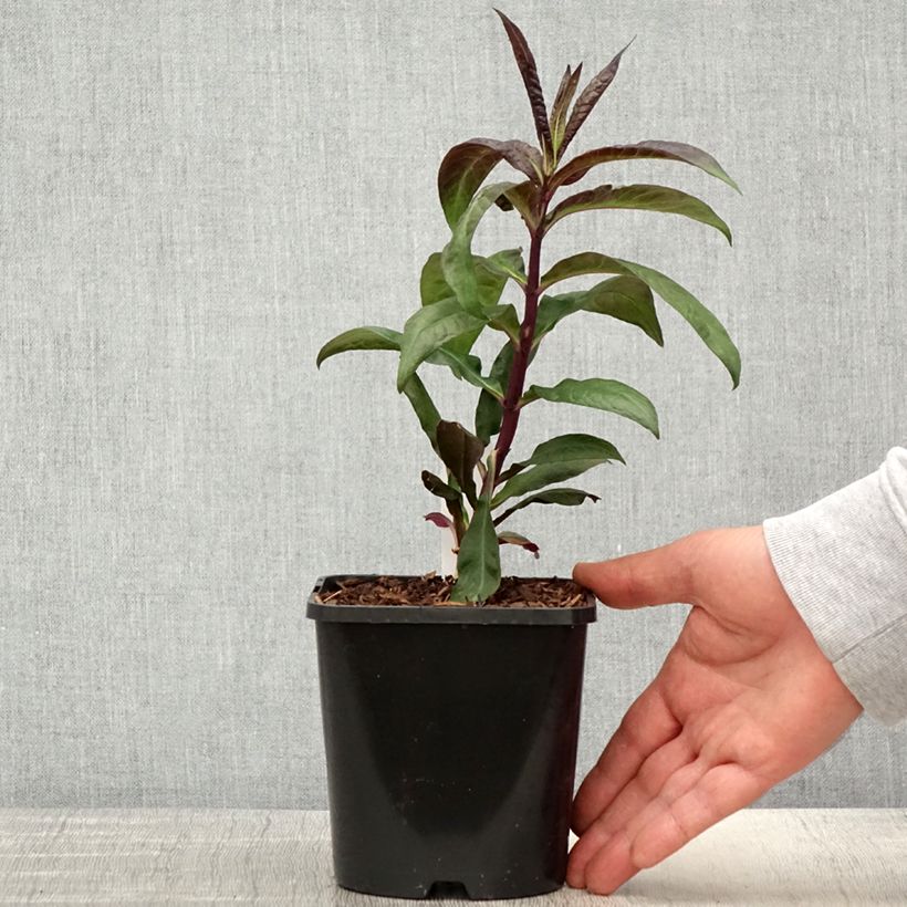 Exemplar von Hohe Flammenblume Starfire - Phlox paniculata Topf mit 1,5L/2L wie im Frühjahr geliefert