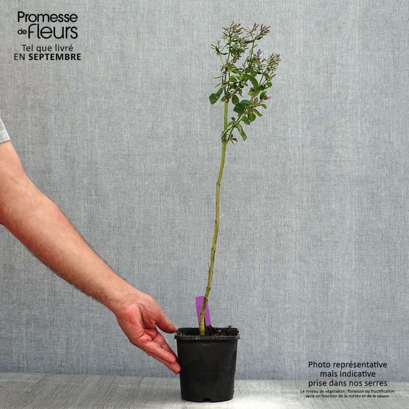 Exemplar von Hohe Flammenblume Starfire - Phlox paniculata Topf mit 1,5L/2L wie im Sommer geliefert