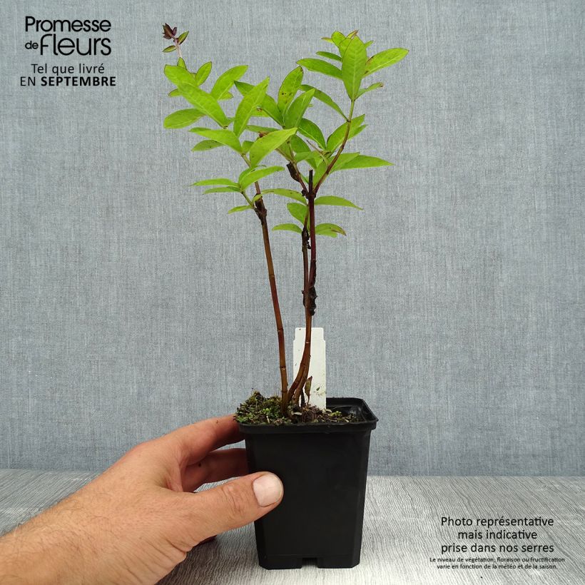Exemplar von Hohe Flammenblume The King - Phlox paniculata Kleine Töpfe von 8/9 cm wie im Sommer geliefert
