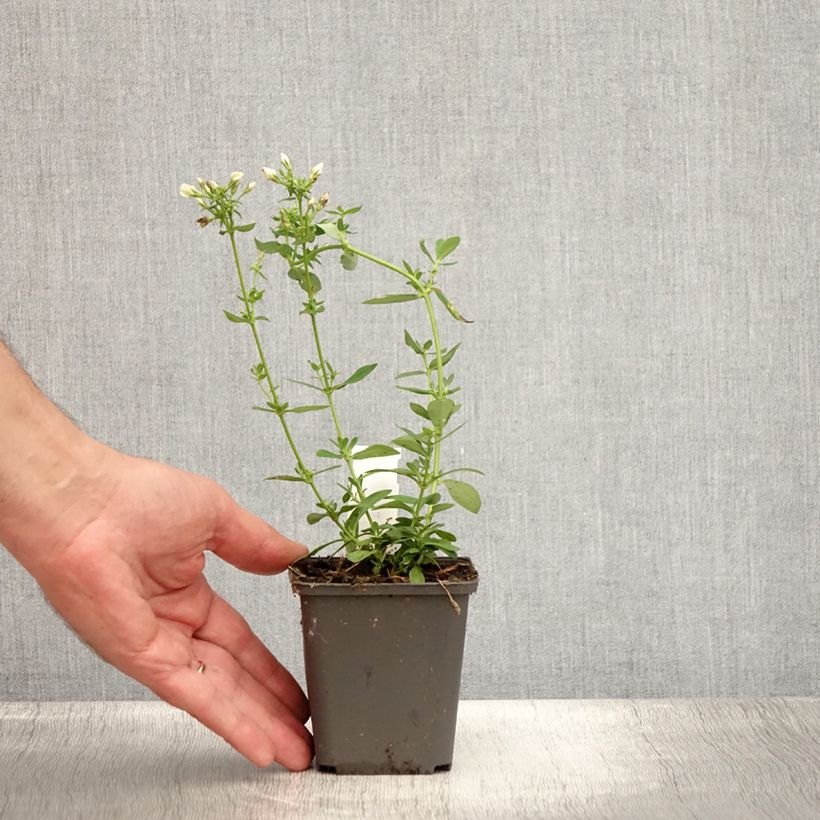 Exemplar von Hohe Flammenblume Tiara - Phlox paniculata Kleine Töpfe von 8/9 cm wie im Sommer geliefert
