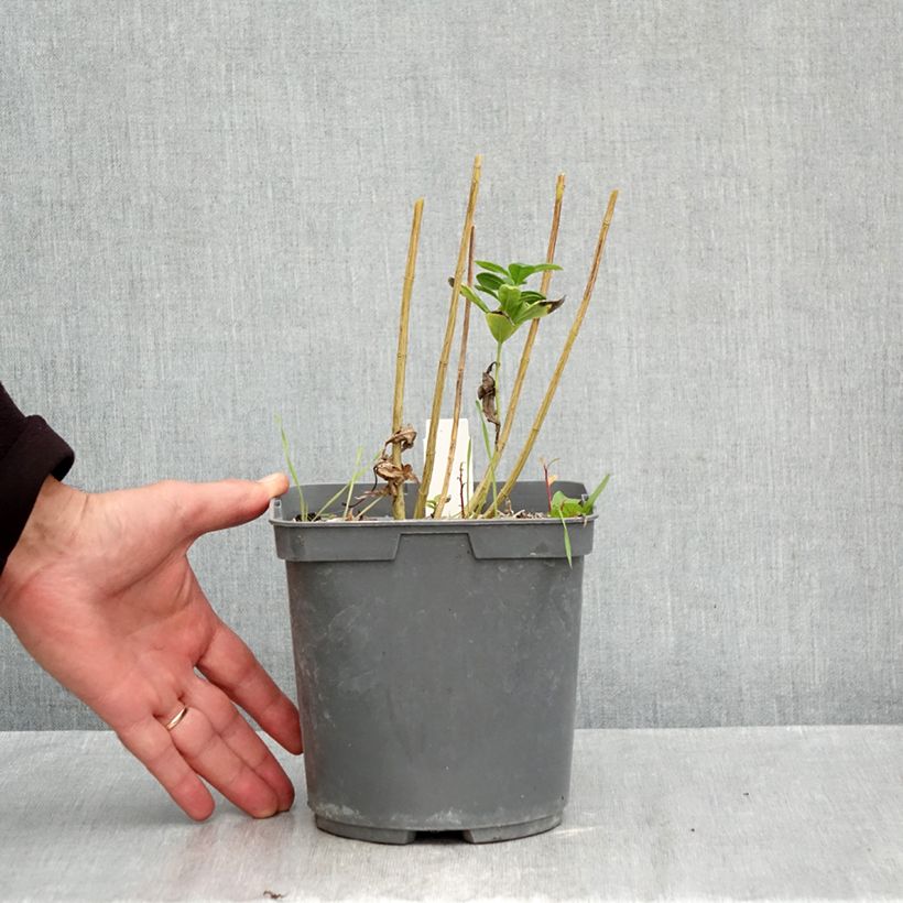 Exemplar von Hohe Flammenblume Younique Bicolor - Phlox paniculata Topf mit 2L/3L wie im Herbst geliefert